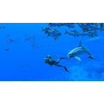 خرید بازی Endless Ocean Luminous برای نینتندو سوییچ